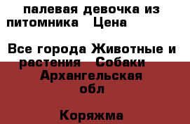 палевая девочка из питомника › Цена ­ 40 000 - Все города Животные и растения » Собаки   . Архангельская обл.,Коряжма г.